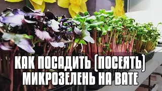 КАК ПОСАДИТЬ (ПОСЕЯТЬ) МИКРОЗЕЛЕНЬ НА АГРОВАТУ - БИЗНЕС НА МИКРОЗЕЛЕНИ - БИЗНЕС ИДЕИ 2022