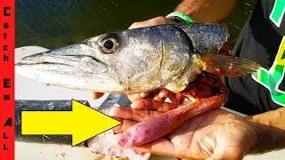 INSIDE a BARRACUDA STOMACH! **COOK to CATCH!**