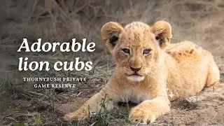 Lion cubs - Adorable, playful and curious little ones are introduced to the world 🦁