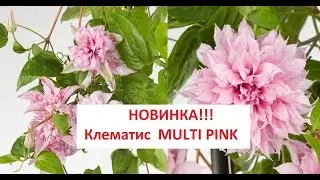 НОВИНКА!!! Клематис MULTI PINK