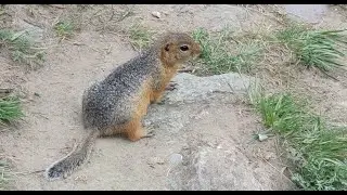 Неуловимый суслик пойман в кадр! Стоковое видео. Футаж / The Elusive Gopher! Stock video. Footage.