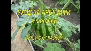 ТОНКОСТИ ВЫРАЩИВАНИЯ АРБУЗОВ В ТЕПЛИЦЕ! КОРОТКО О ГЛАВНОМ! Выращивание арбузов в теплице.