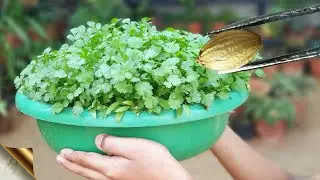 SECRET TRICK TO GROW ENORMOUS CORIANDER (CILANTRO) AT HOME