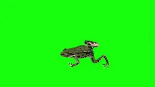 3d frogs free download 🐸 frog green screen no copyright 🐸frog green screen video 🐸frog green screen