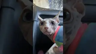 I took my cat through the car wash 😅 