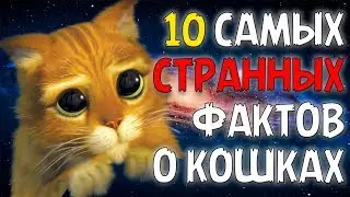 10 САМЫХ СТРАННЫХ ФАКТОВ О КОШКАХ!