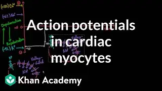 Action potentials in cardiac myocytes | Circulatory system physiology | NCLEX-RN | Khan Academy