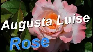 Augusta Luise Rose