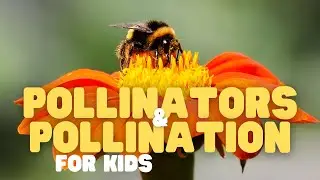 Pollinators and Pollination for Kids | Fun facts about pollination and who's responsible!