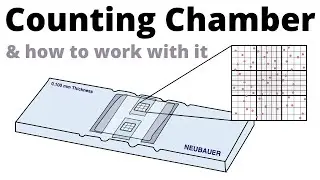 How to count cells with the Neubauer Counting Chamber