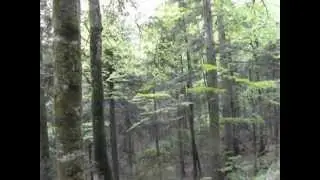 Old-growth forest in Plitvice lakes National park