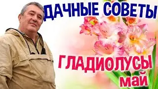 ДАЧНЫЕ СОВЕТЫ - ГЛАДИОЛУСЫ. ПРОЩЕ НЕ БЫВАЕТ! /посадка/