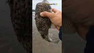 🐡Poisonous but precious - Saved Puffer Fish Life 🥺