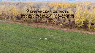 Сибирская косуля в Курганской области.