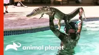 6ft Gator Battles Paul In Family Pool | Gator Boys