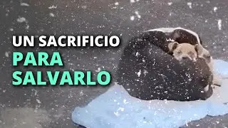 Para salvar del frío a su último cachorro, hizo un último sacrifico