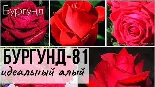 Роза Бургунд-81 (Burgund-81) - описание, агротехника, сочетания для идеального миксбордера