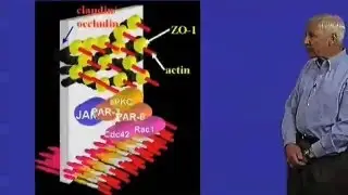 Tight junctions - Stanley Falkow (Stanford)