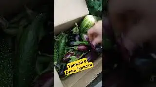 Урожай в конце сентября