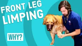 Front Leg Limping