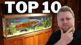 Top 10 UNIQUE Fish for a 40 Gallon Aquarium