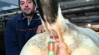 taking blood from cattle from tail vein. (best video) взятие крови у КРС из хвостовой вены.