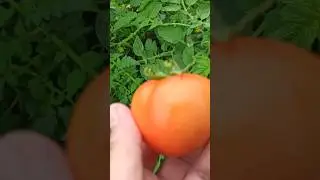 Ранний 🍅 томат. Самые первые красные помидоры собираем этого сорта.Кузбасс #томаты#раннийсотртомата