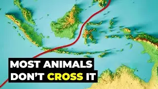 The Invisible LINE That No Animal, Bird or Fish Can Cross