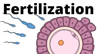 Fertilization explained – sperm and egg fusion