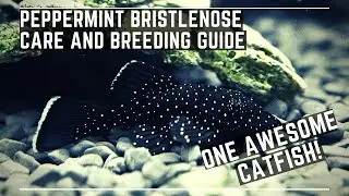 Peppermint Bristlenose/ L182 Starlight Pleco Care and Breeding Guide - Great Tip to Trigger Breeding