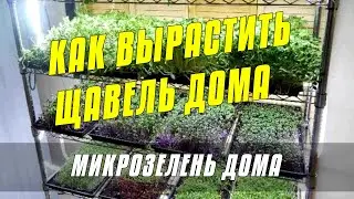 ЩАВЕЛЬ НА МИКРОЗЕЛЕНЬ - ВЫРАЩИВАНИЕ МИКРОЗЕЛЕНИ ДОМА НА ПОДОКОННИКЕ