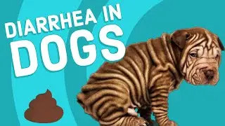 Causes of Diarrhea in Dogs