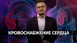 АНАТОМИЯ СЕРДЦА - КРОВОСНАБЖЕНИЕ