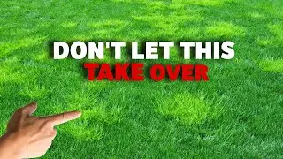 This will TAKE OVER your lawn - GET RID of UGLY weed grass (AMG // Annual bluegrass)