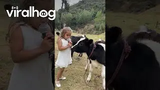 Adorable Baby Cow Interview || ViralHog