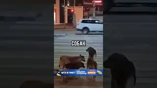 😱ЭТИ СОБАКИ УДИВИЛИ ПРОХОЖИХ!