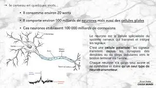 L'Informatique et l'A.I sur le modèle du Cerveau, Sylvain Hanneton, Université Paris V