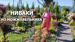 НИВАКИ ИЗ МОЖЖЕВЕЛЬНИКА | Какой можжевельник подходит для ниваки