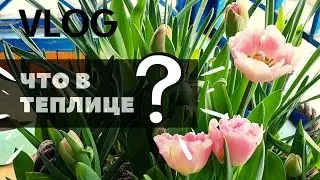 Vlog: в теплице пока что грустно САД ИЗ СЕМЯН#4 мульчирование опилками