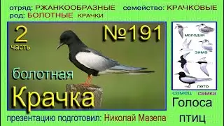 Крачка болотная. 2 часть. Голоса птиц