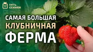 LIVE Самая большая клубничная ферма