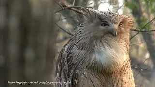 Крупнейшая сова в мире - рыбный филин