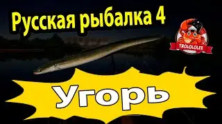 Русская рыбалка 4 Угорь на волхове Трофейный Рыбец