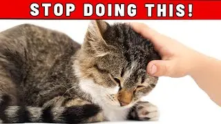 WARNING: You Need to Know This Before Stroking Your Cat's Head! YOU'LL BE SURPRISED!