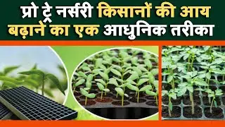 Pro Tray Nursery || प्रो ट्रे नर्सरी किसानों की आय बढ़ाने का एक आधुनिक तरीका