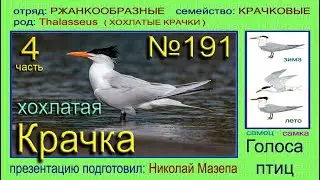 Крачка хохлатая. 4 часть. Голоса птиц