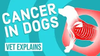 Cancer in Dogs