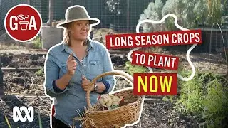 Long-Season Crops to Plant Now | Growing fruit & vegies | Gardening Australia