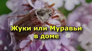 Жуки или Муравьи в доме. Приметы и суеверия.