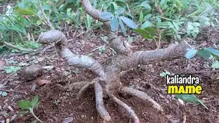 Program bonsai mame kaliandra surinamensis di lahan ground